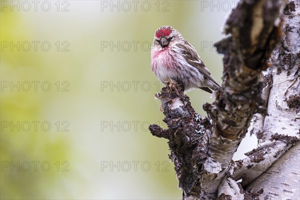 Common Redpoll