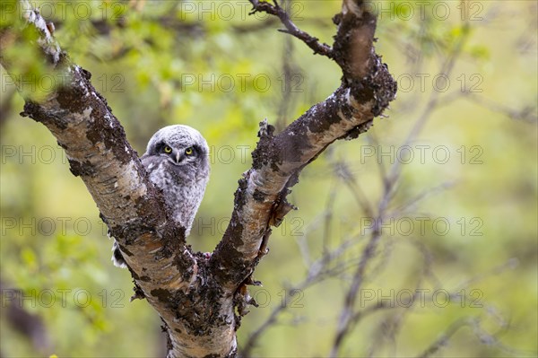 Northern hawk owl