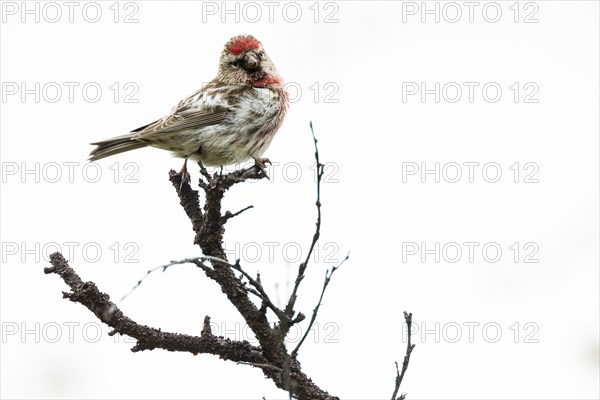 Common Redpoll