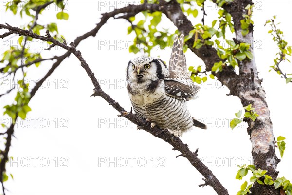 Northern hawk owl