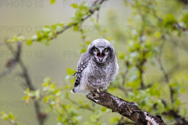 Northern hawk owl