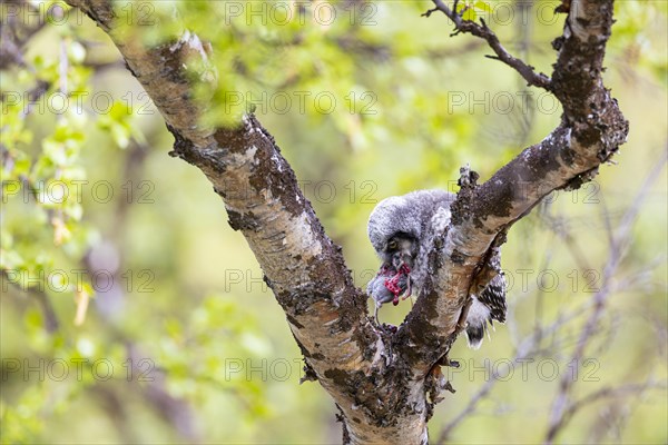 Northern hawk owl