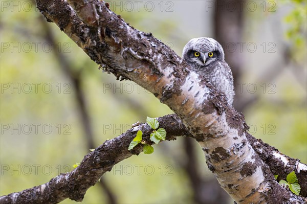 Northern hawk owl