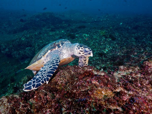 Hawksbill sea turtle