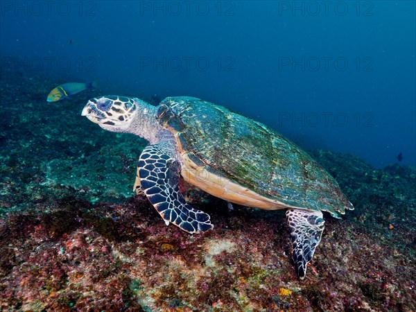 Hawksbill sea turtle