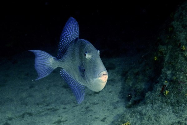 Grey triggerfish