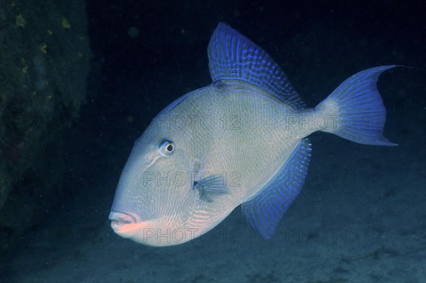 Grey triggerfish