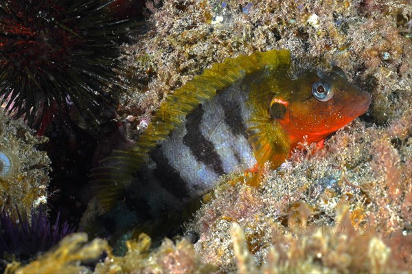 Hairy blenny