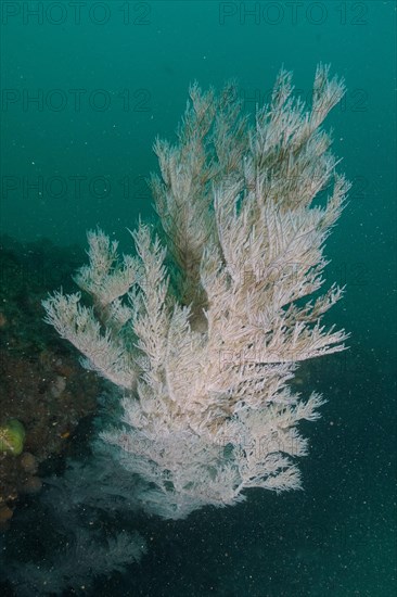 Christmas tree coral