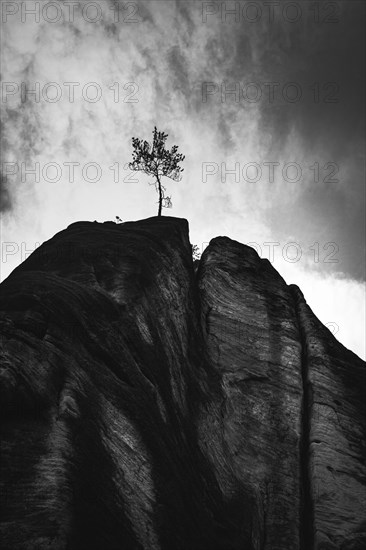 Tree on the top of the mountain rock