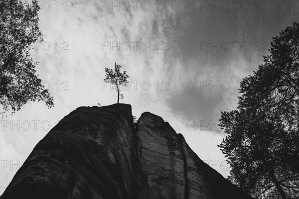 Tree on the top of the mountain rock
