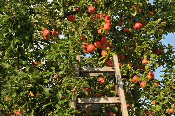 Wooden ladder