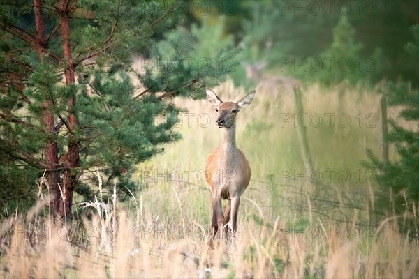 Red deer