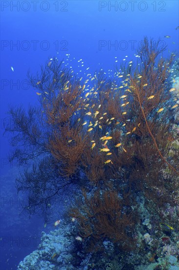 Black bushy black coral