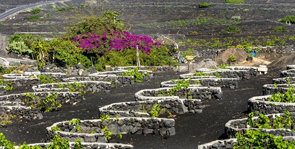 Winegrowing area in La Geria