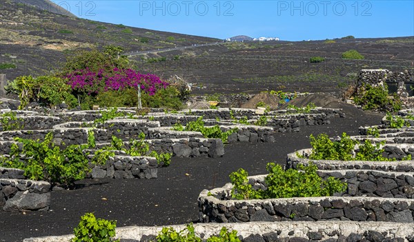 Winegrowing area in La Geria