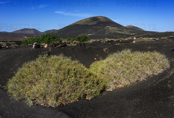 Winegrowing area in La Geria