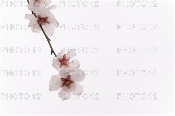 Almond blossoms on branch in foreground isolated on white background