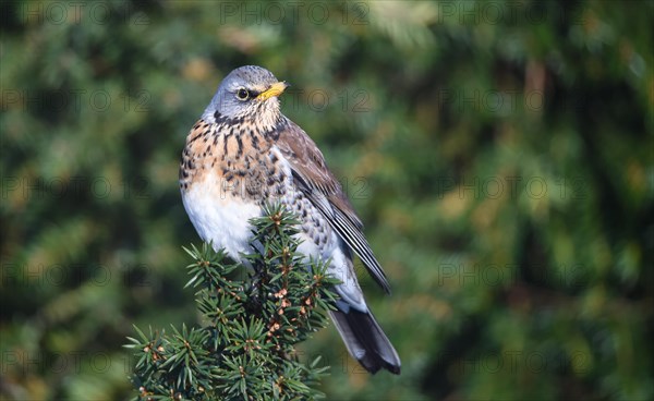 Fieldfare