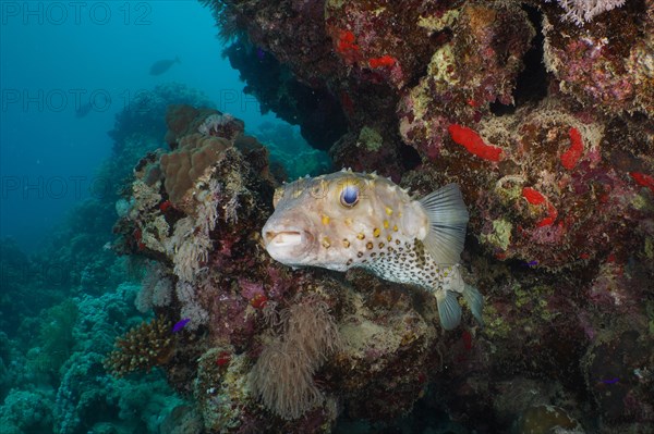 Spotbase burrfish