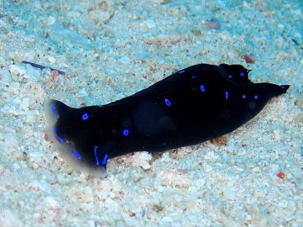 Blue dotted head slug