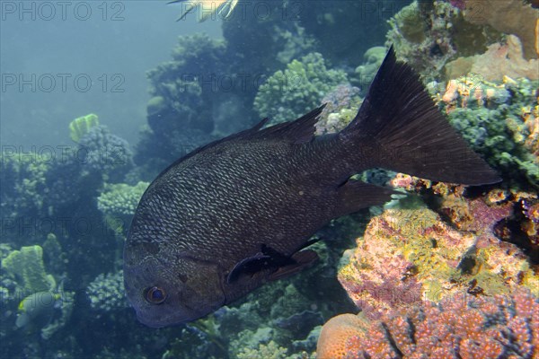 Black and white snapper