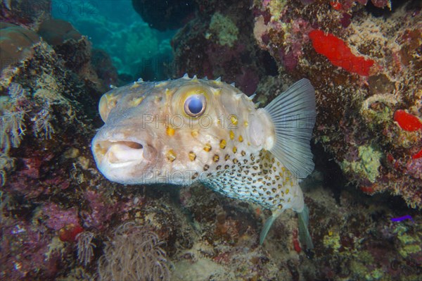 Spotbase burrfish