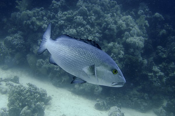 Two-spot red snapper