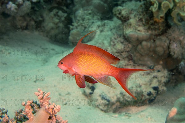 Male of sea goldie
