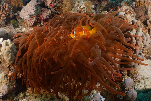 Fluorescent bubble-tip anemone