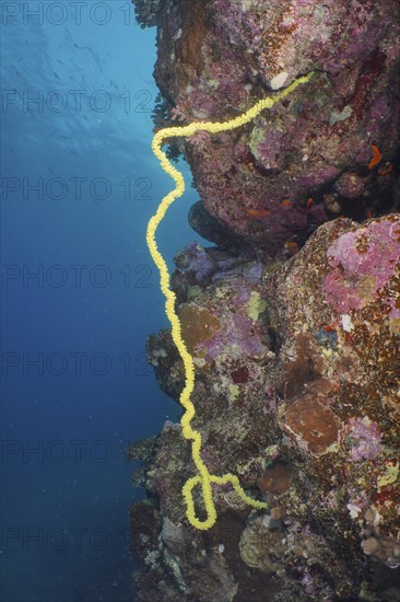Twisted spiral wire coral