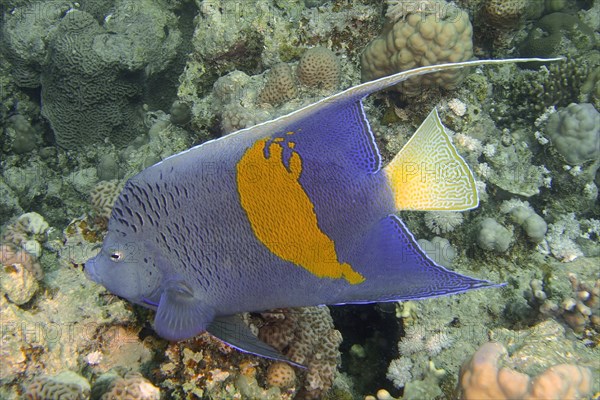 Halfmoon angelfish