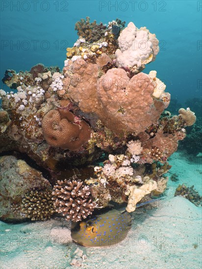 Bluespotted ribbontail ray