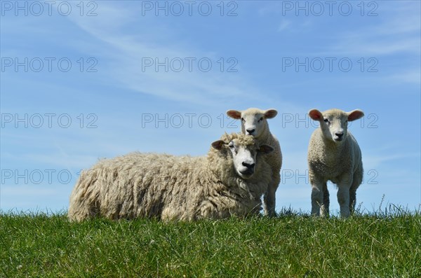Domestic sheep