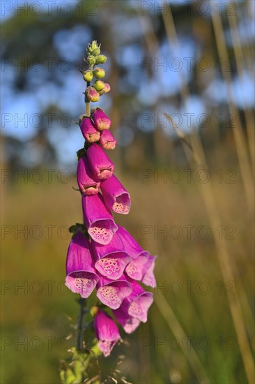 Red digitalis minor