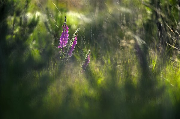 Red digitalis minor