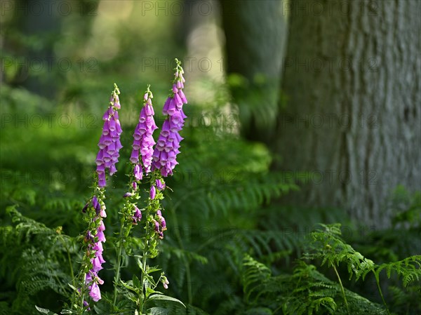 Red digitalis minor