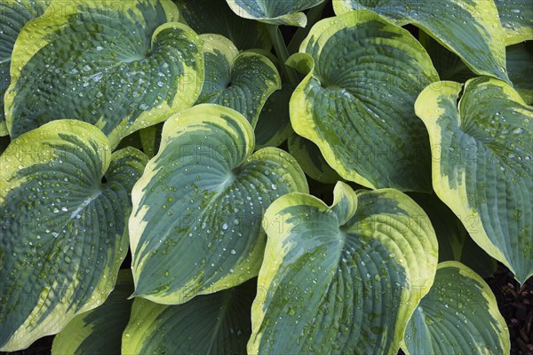 Hosta