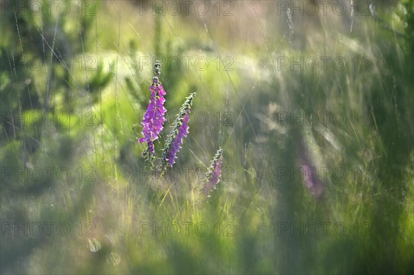 Red digitalis minor