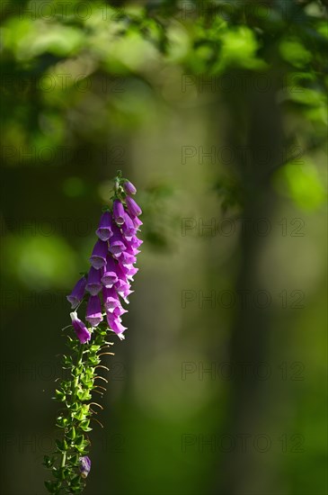 Red digitalis minor