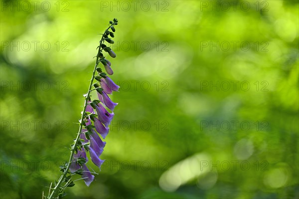 Red digitalis minor