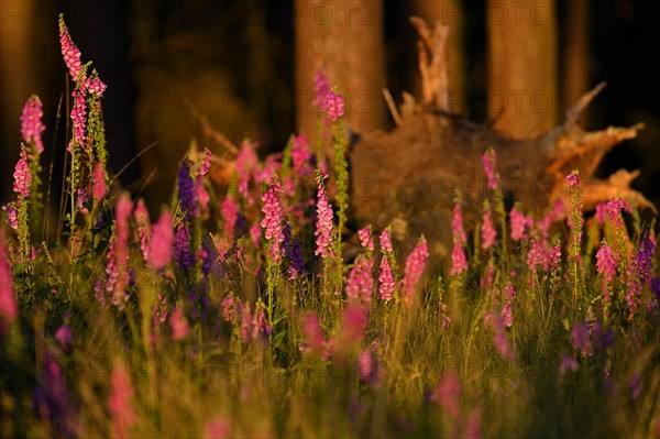 Red digitalis minor