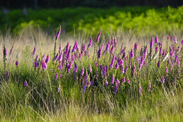 Red digitalis minor