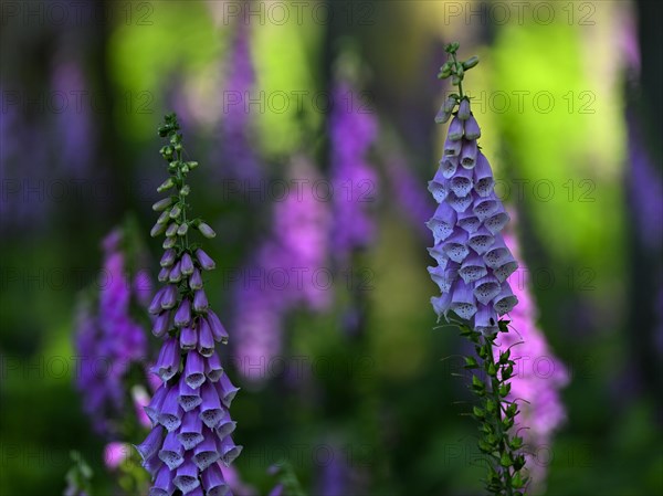 Red digitalis minor