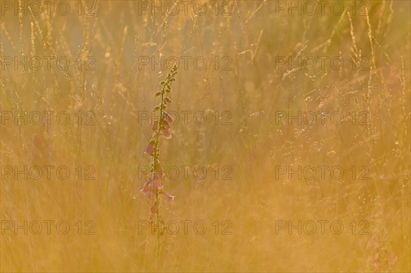 Red digitalis minor