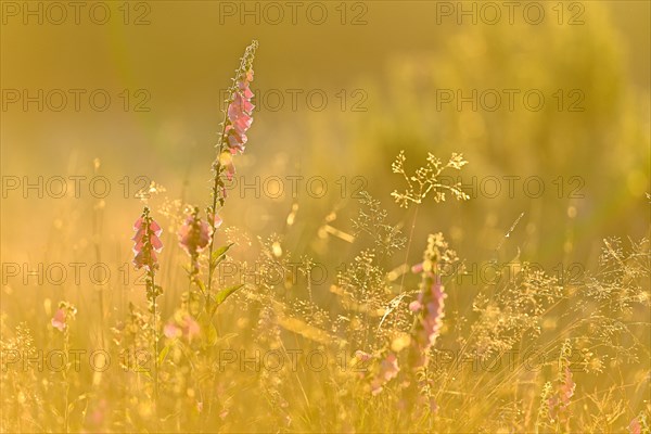 Red digitalis minor