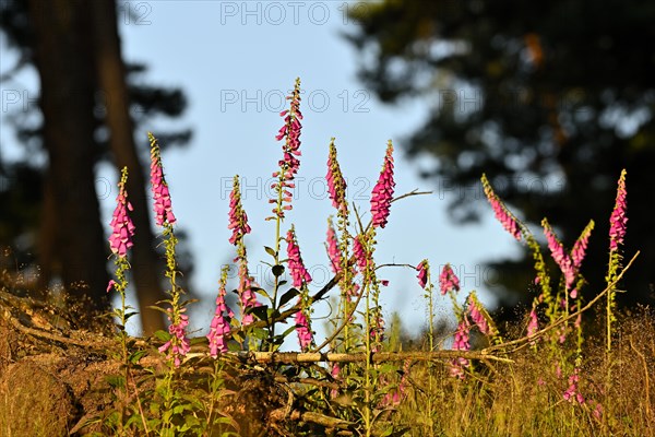 Red digitalis minor