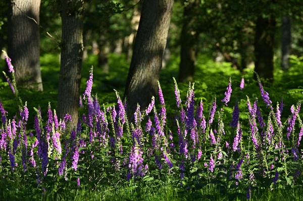 Red digitalis minor