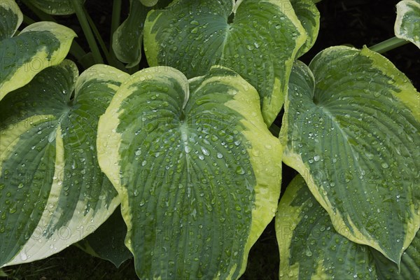 Hosta