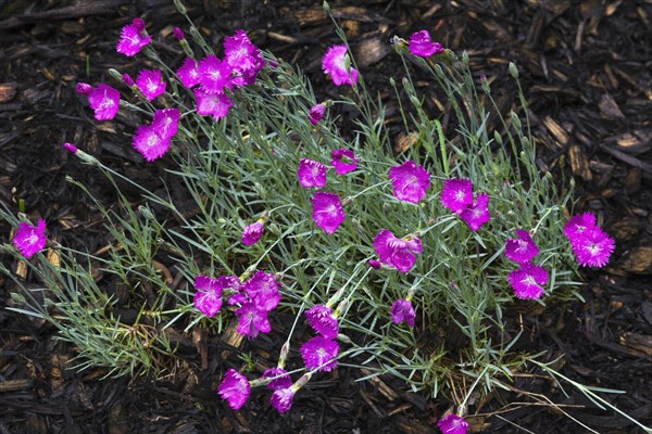 Firewitch Carnation